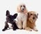 Healthy Pet Parents