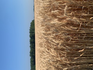 Prible Ag Products Facebook ad: Find Grain Carts, Seed Tenders, Gravity Wagons, Rippers…