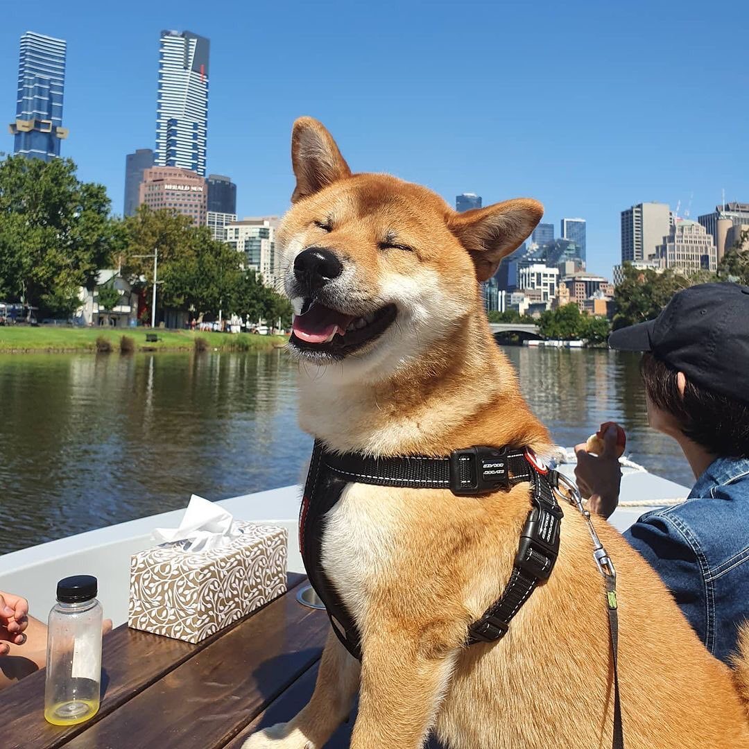 GoBoat Melbourne Facebook ad: Trade the footpaths for the river and see…