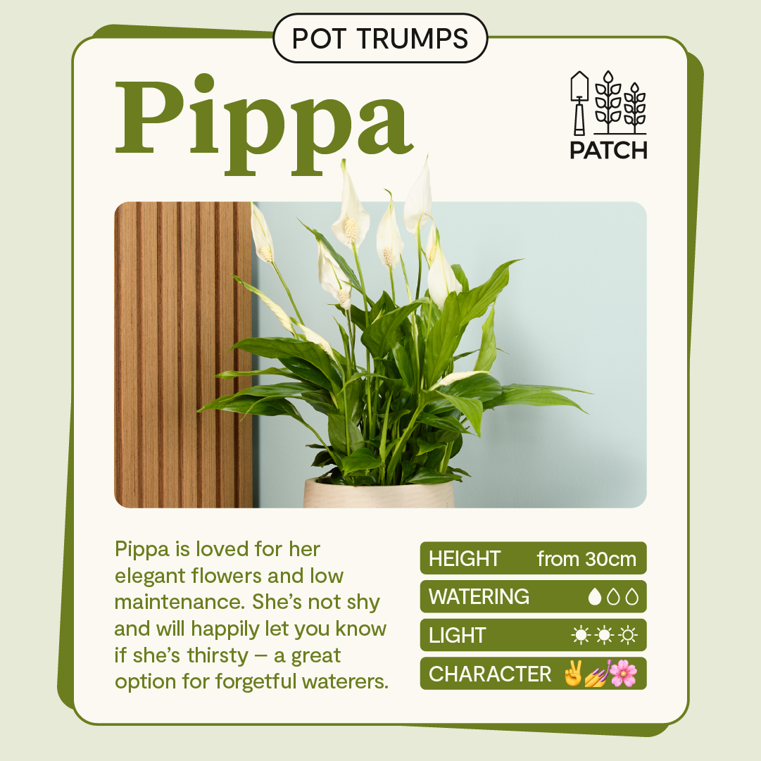 Patch plants Facebook ad