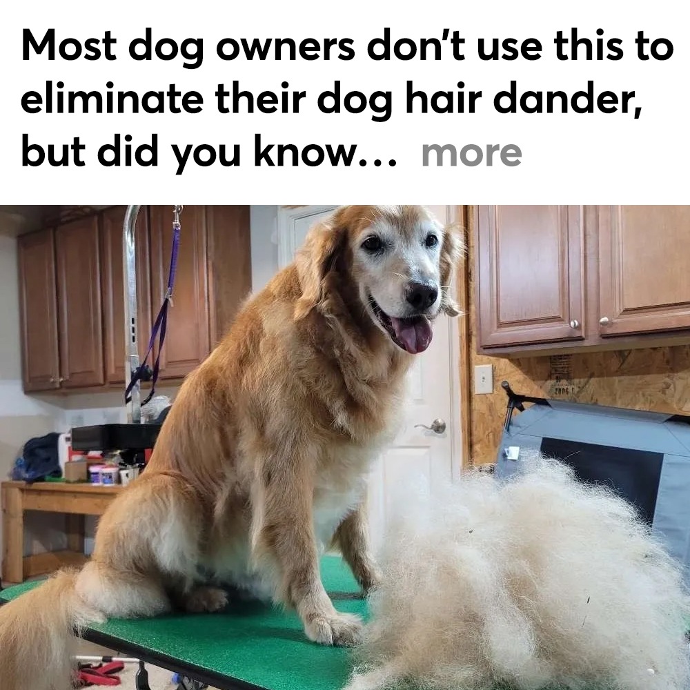 Dog Owners vs. Allergies Facebook ad