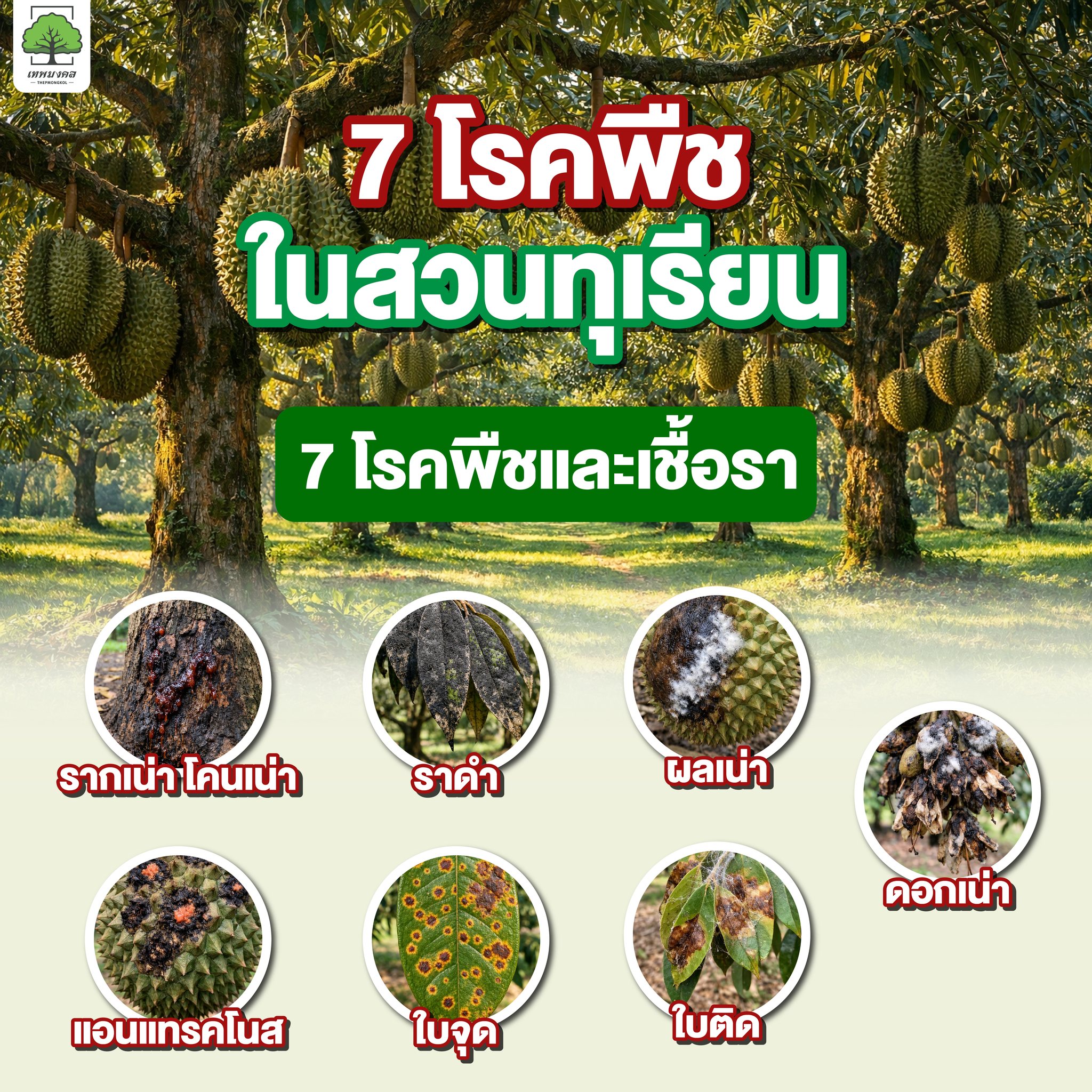 สินค้าการเกษตร เพื่อเกษตรกรไทย ตราเทพมงคล Facebook ad