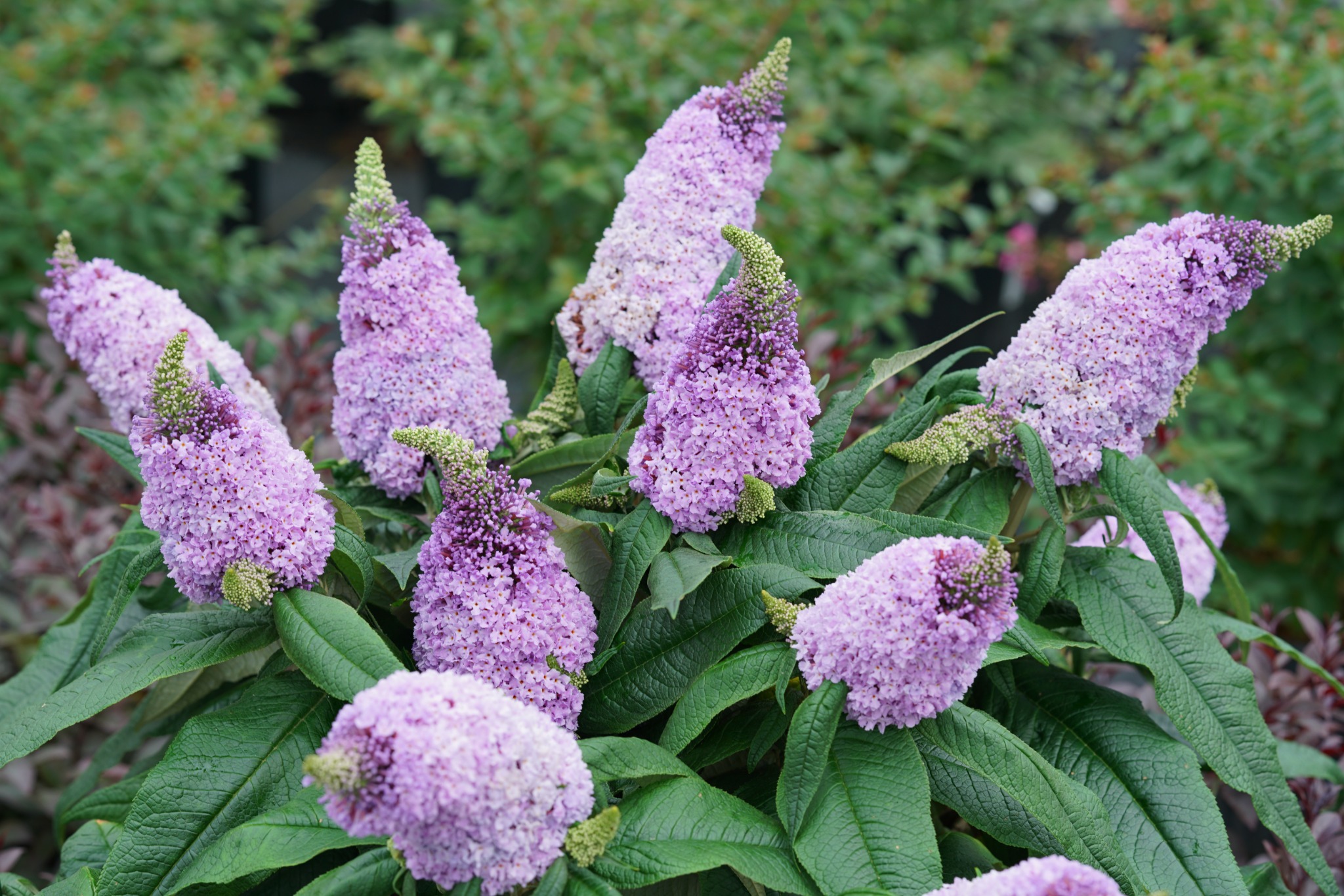 Proven Winners ColorChoice Flowering Shrubs Facebook ad: Experience the compact power of Pugster butterfly bushes'…