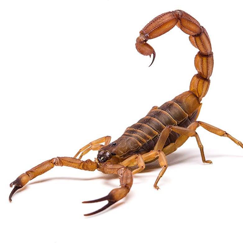 Scorpion Percussion Facebook ad: Paul D is a local music teacher in…