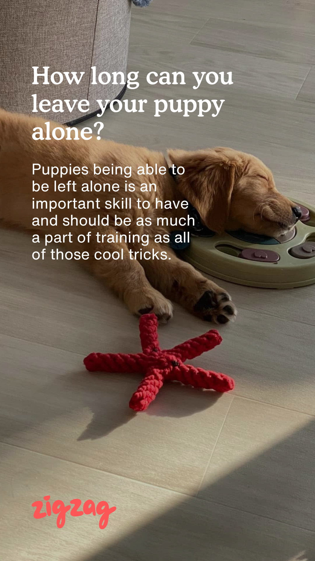 Zigzag Puppy Coach Facebook ad