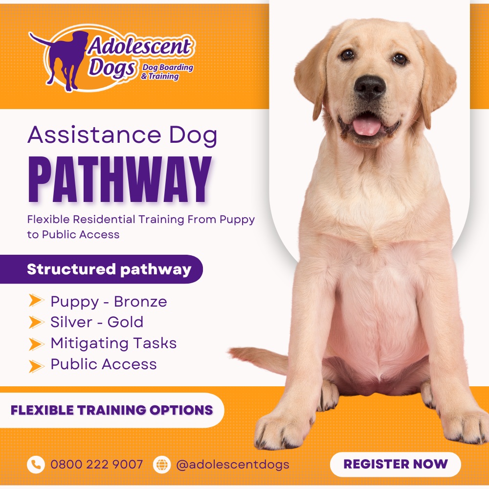 Adolescent Dogs - Award Winning Dog Training Facebook ad: Trained Assistance Dog | Adolescent Dogs
