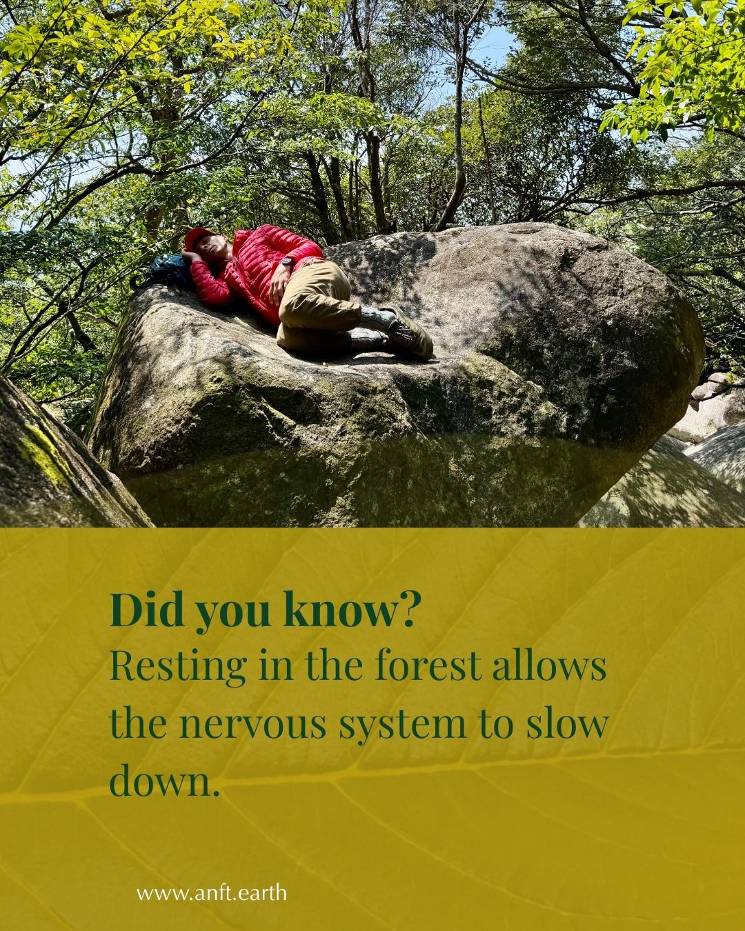 Association of Nature and Forest Therapy Facebook ad: Time spent resting in a forest environment, with…