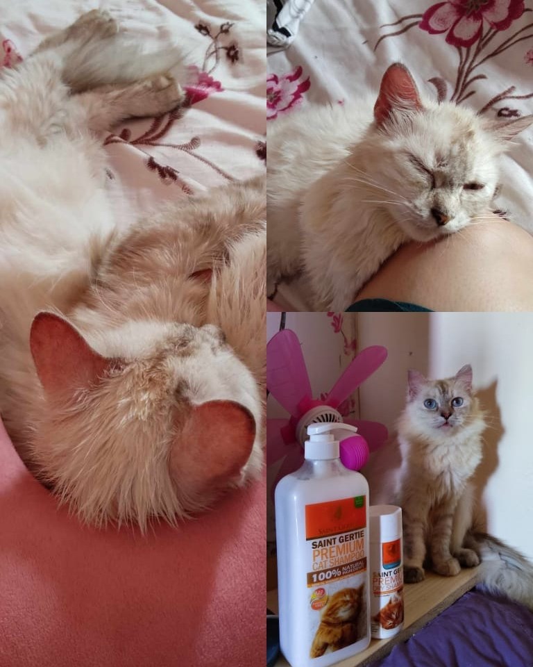 Saint Gertie Premium Cat Shampoo Facebook ad