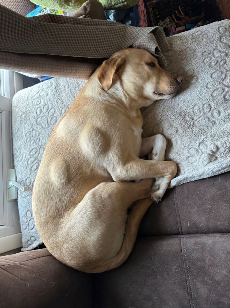 The Dog Parent's Guide Facebook ad