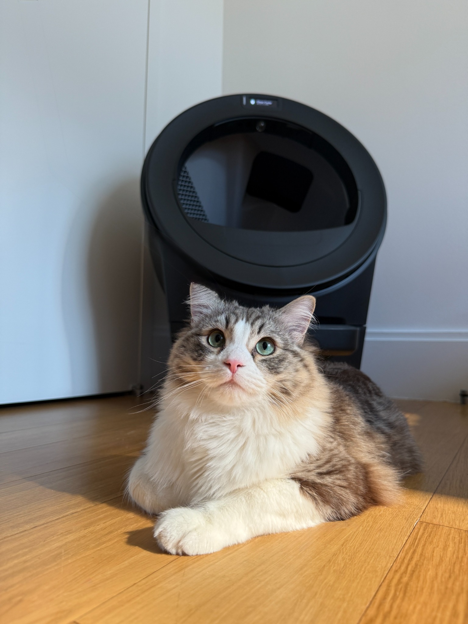 Litter-Robot by Whisker Facebook ad