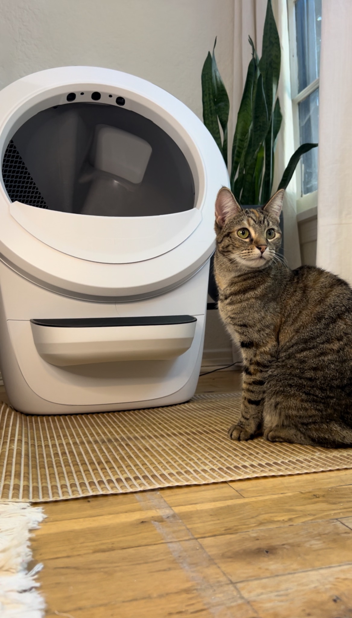 Litter-Robot by Whisker Facebook ad