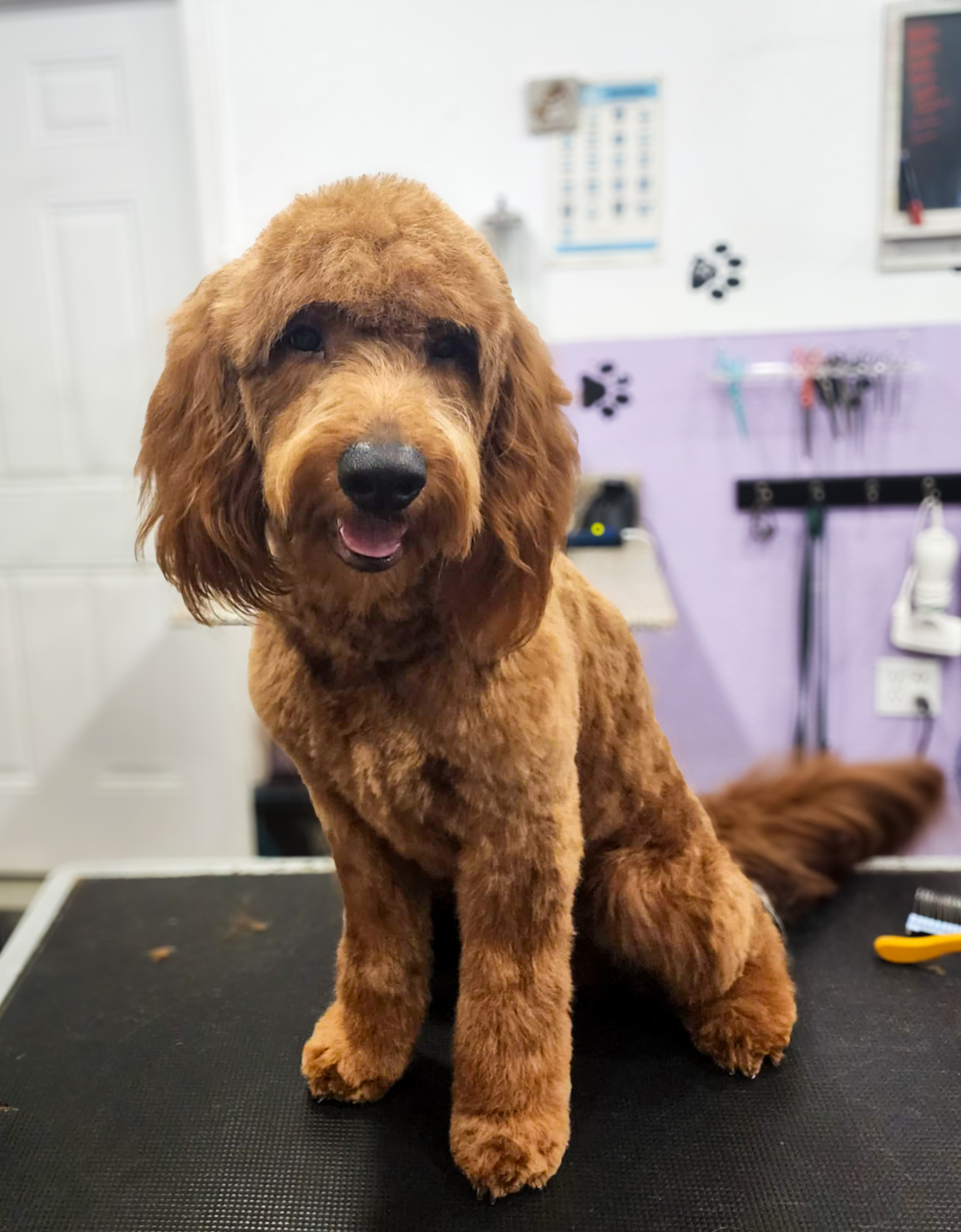La Mia Bella Pet Salon Facebook ad: Dog Grooming | Round Rock | La Mia Bella Pet Salon