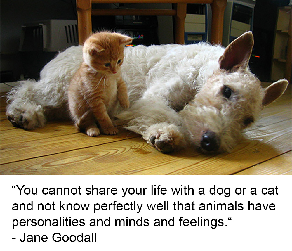 Animal Matters Facebook ad