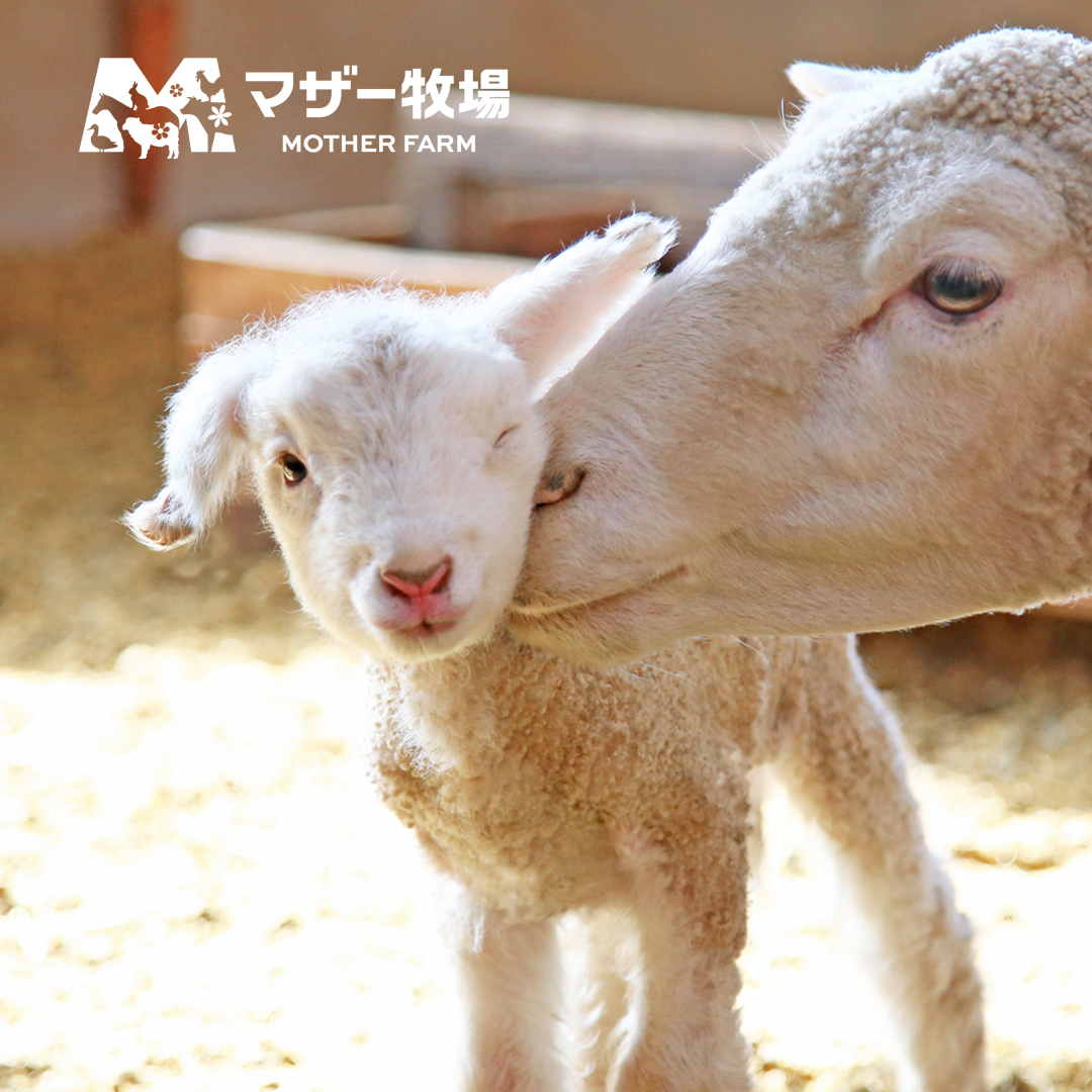 マザー牧場 Mother Farm (official) Facebook ad: Experience something special at Mother Farm, a tourist…