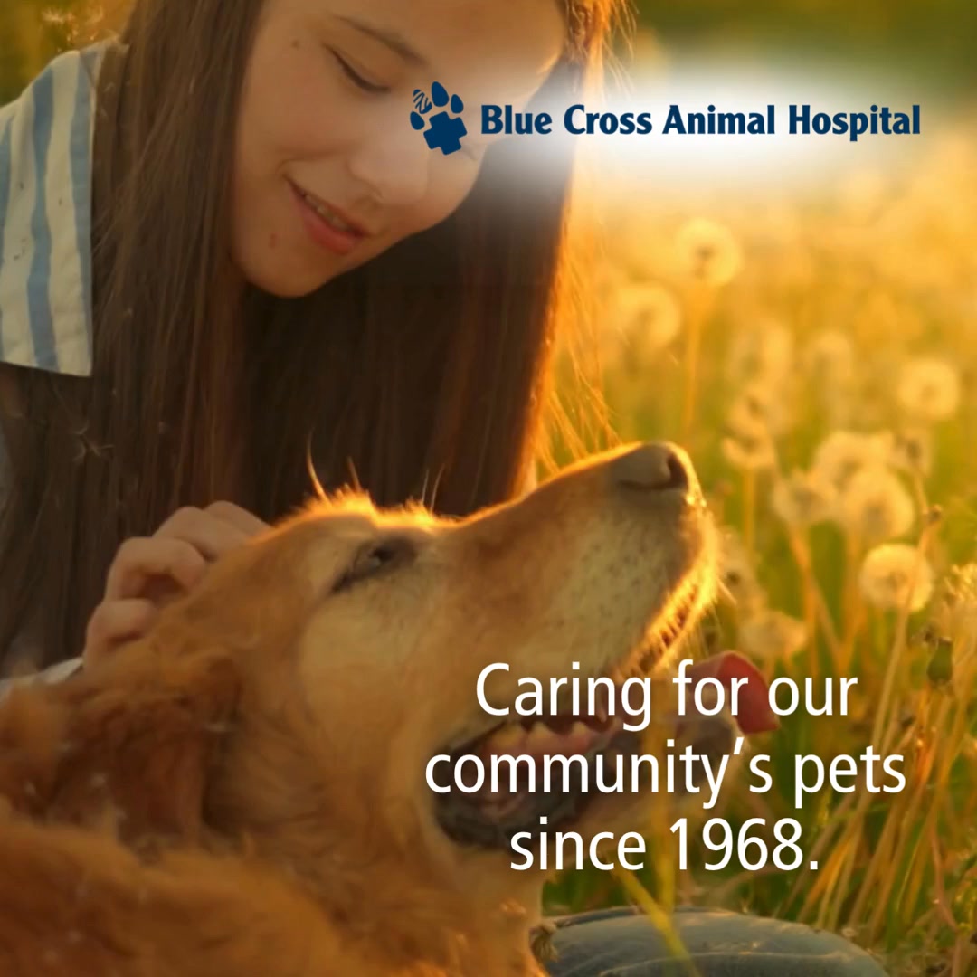 Blue Cross Animal Hospital Facebook ad from Jul 8, 2026