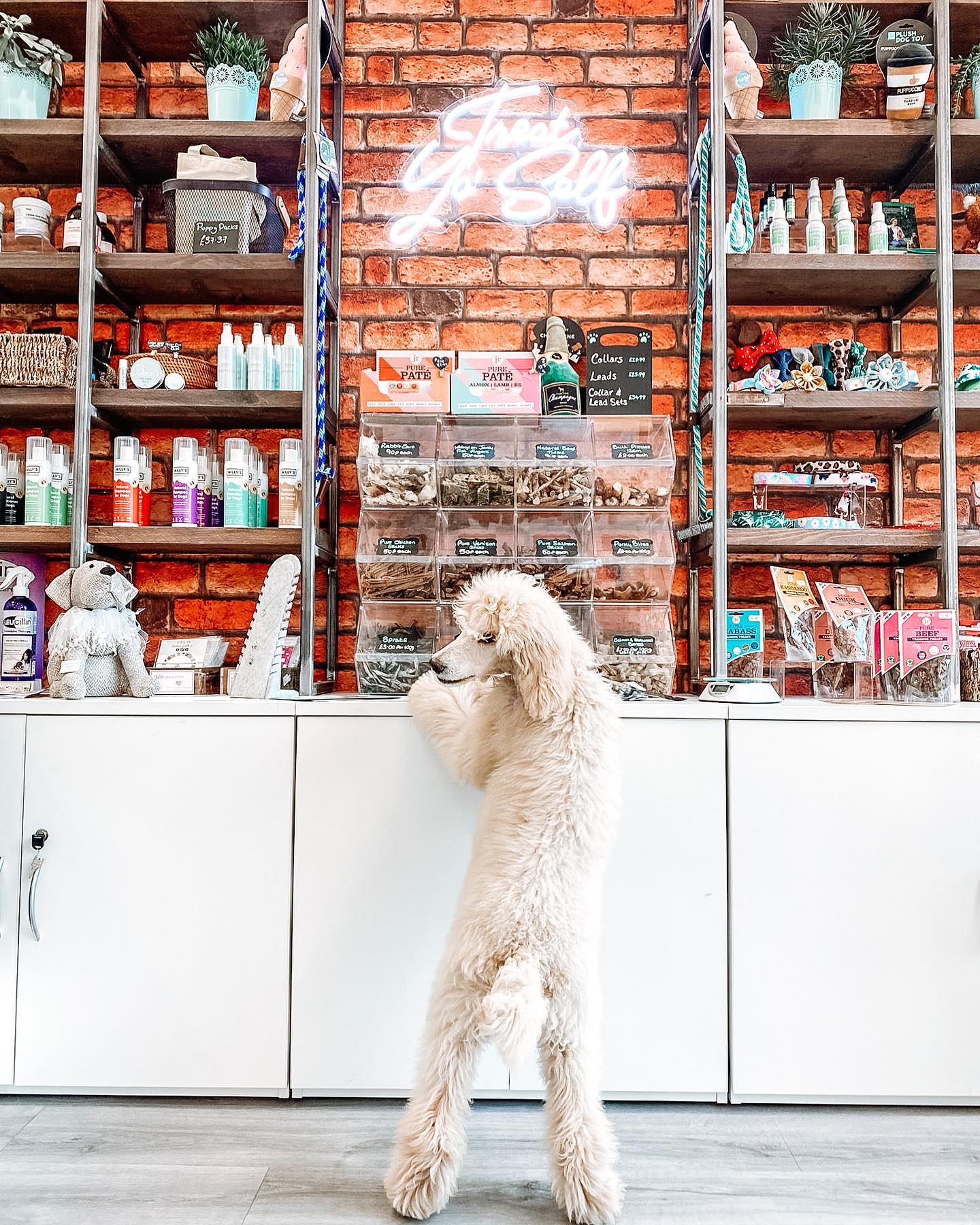 Palmer's Dog Grooming Facebook ad: Home | Palmer's Grooming