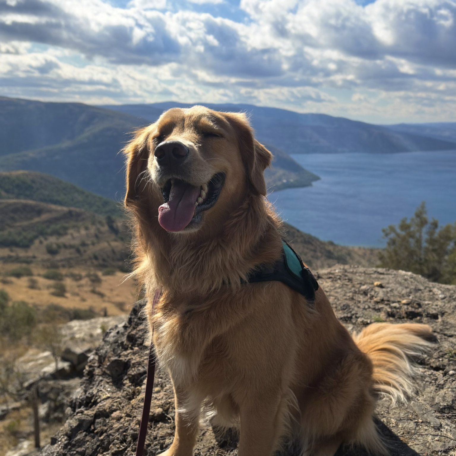 Ducky the Doggo Facebook ad: Read this if your dog scratches