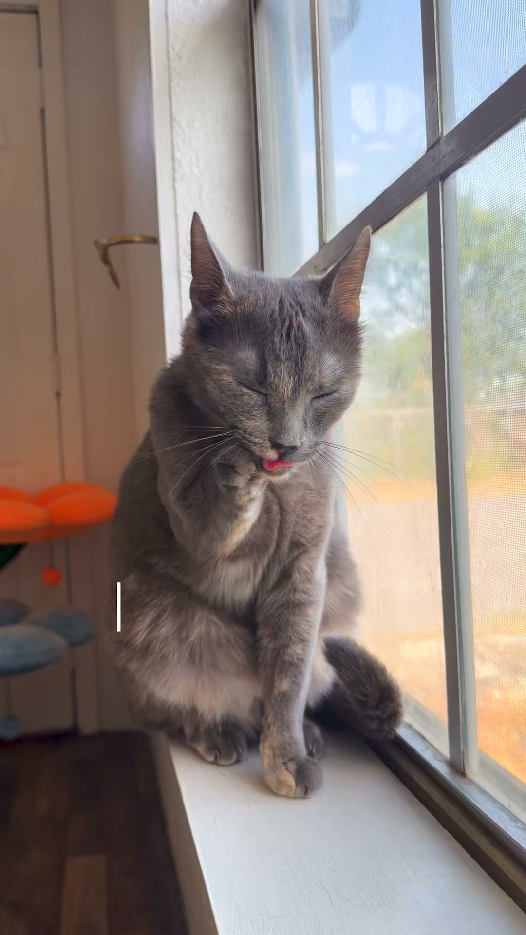 Tuft & Paw Facebook ad: Expert-formulated nutrition