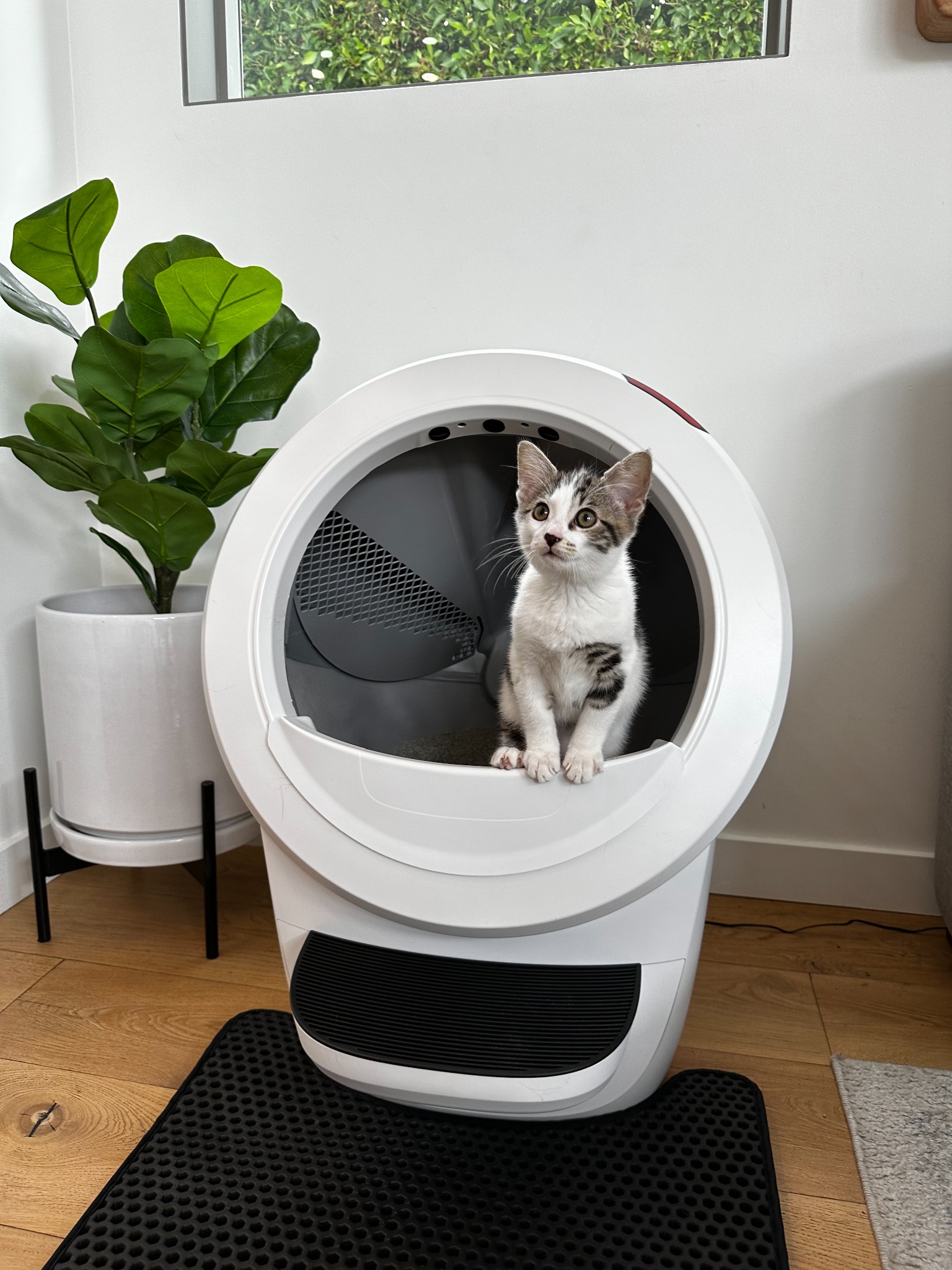 Litter-Robot by Whisker Facebook ad
