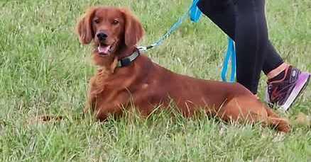 Jackie's Dog Walking & Training Facebook ad: Dog Walking, engaging walks.