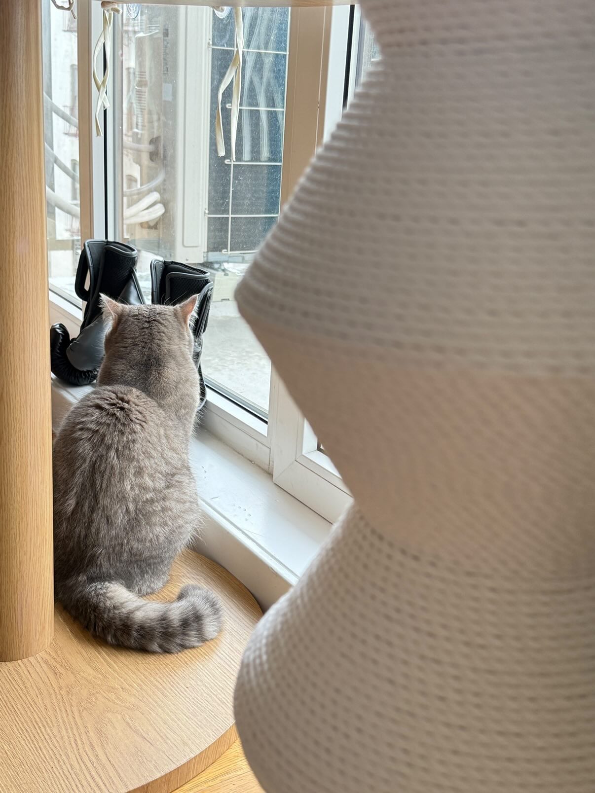 Furrytail_us Facebook ad