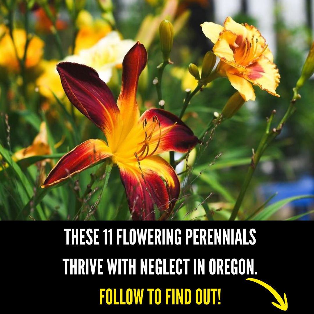 Oregon Gardener Facebook ad from Mar 26, 2026