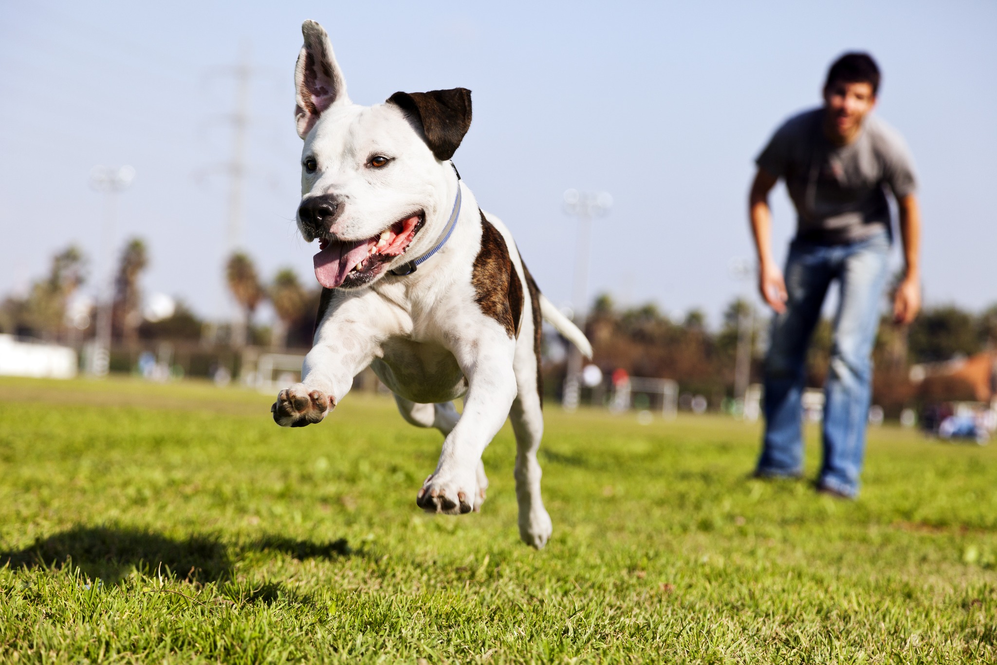 Natures Companions: Dog Behaviour Solutions, Grimsby. Facebook ad: Transform your dog's behavior with understanding and…