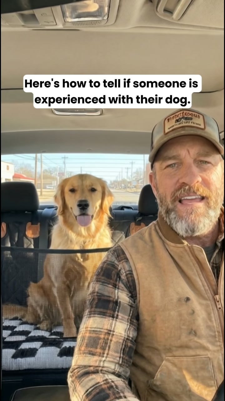 Pawpy Stuff Facebook ad: More space. Clean seats. Comfy dog!