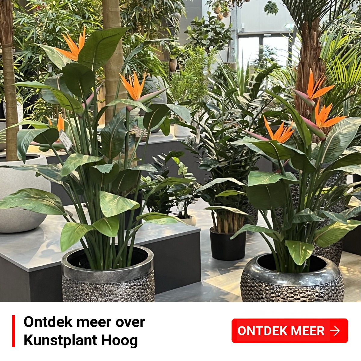 Orboto Facebook ad