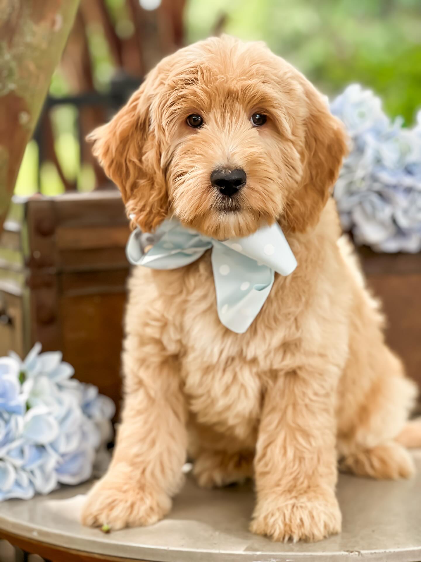 Smeraglia's Teddy Bear Goldendoodles & Schnoodles Facebook ad