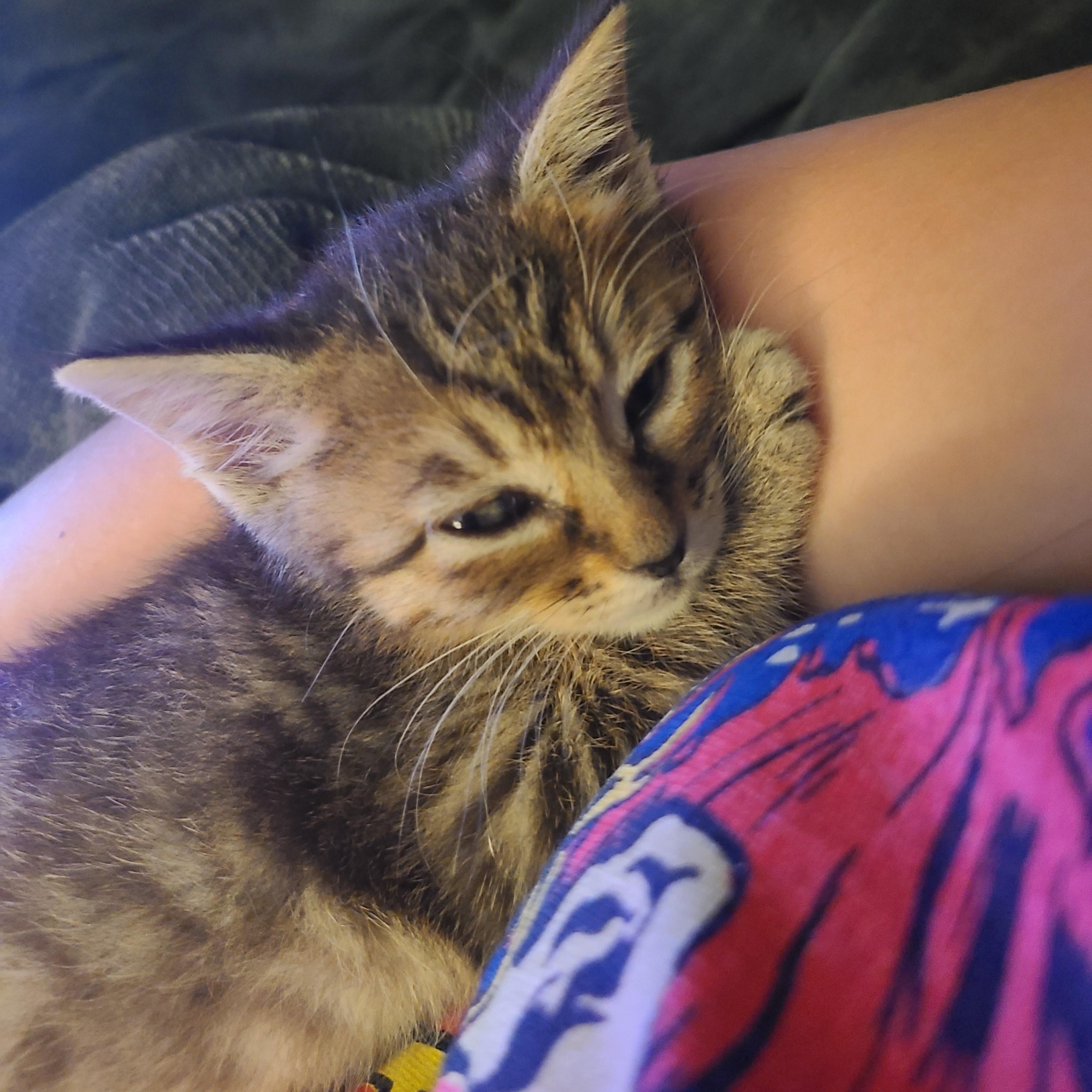 Cat Stories Facebook ad