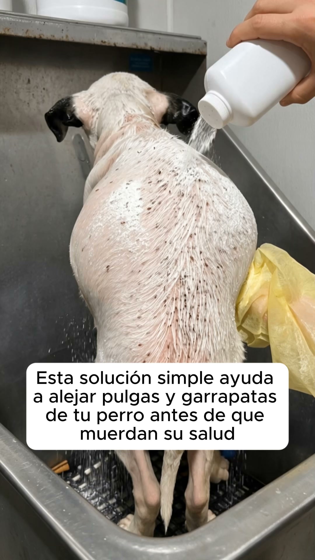 Paw Core Facebook ad: Dale a tu perro una vida sin pulgas ni garrapatas
