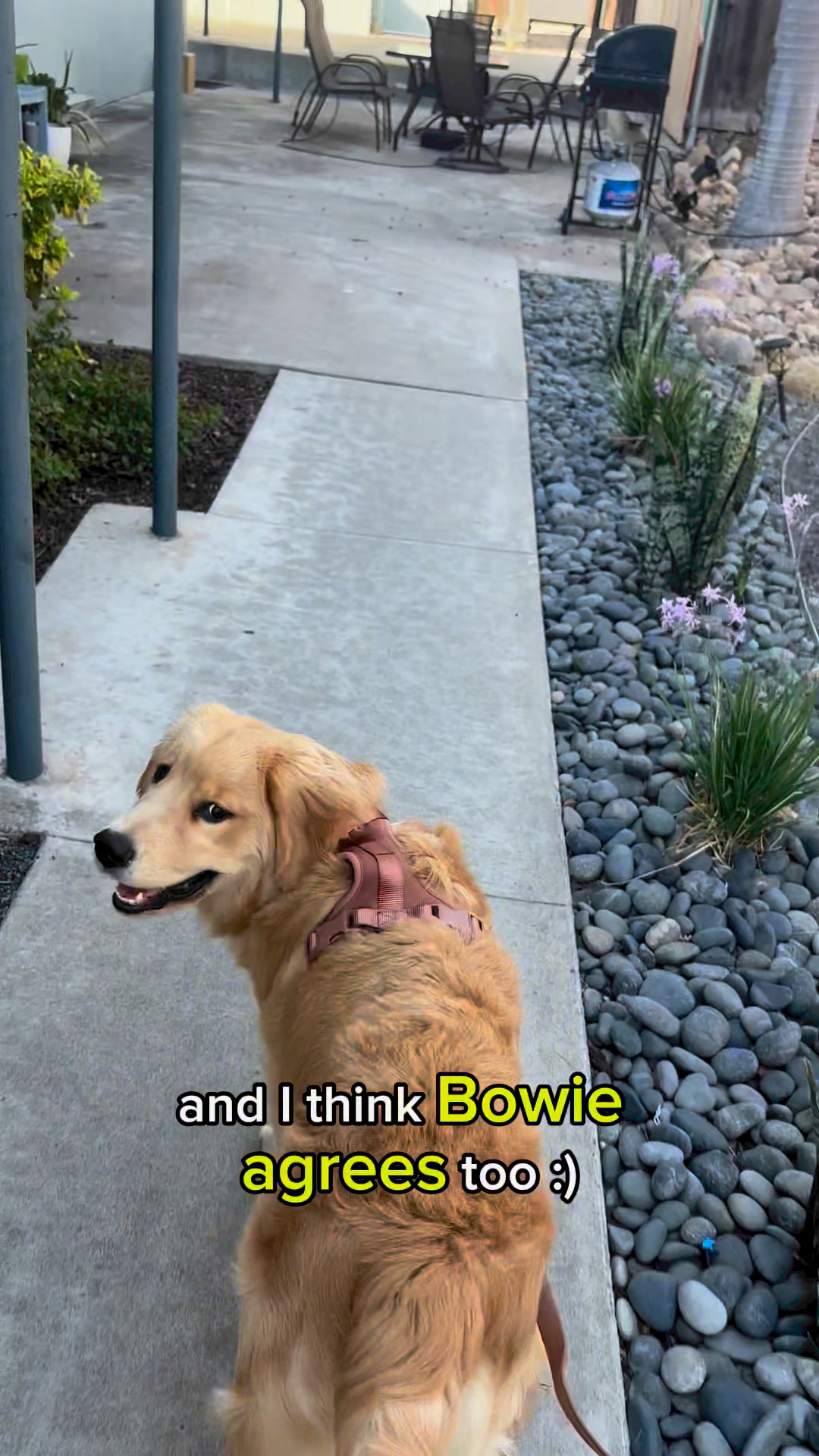 Wild One Facebook ad: Cute Essentials for Cute Pups