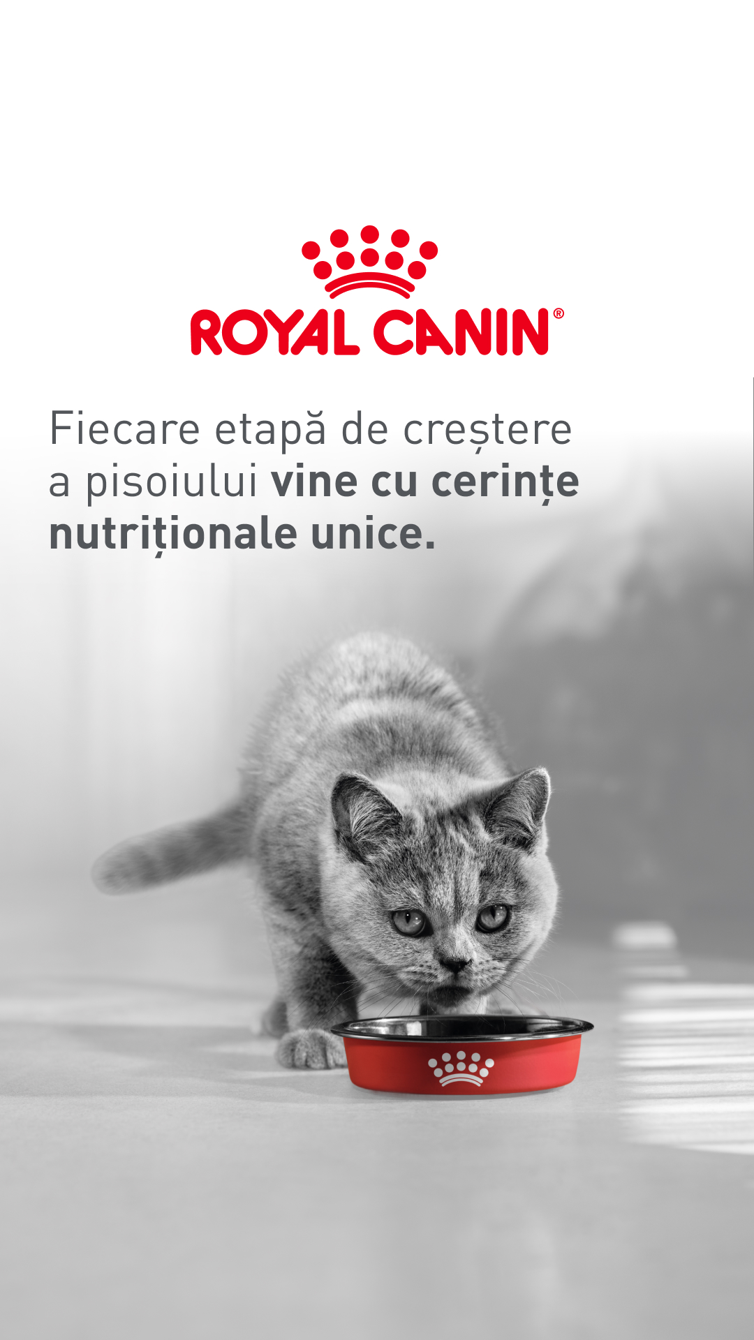 Royal Canin Facebook ad from Apr 24, 2026