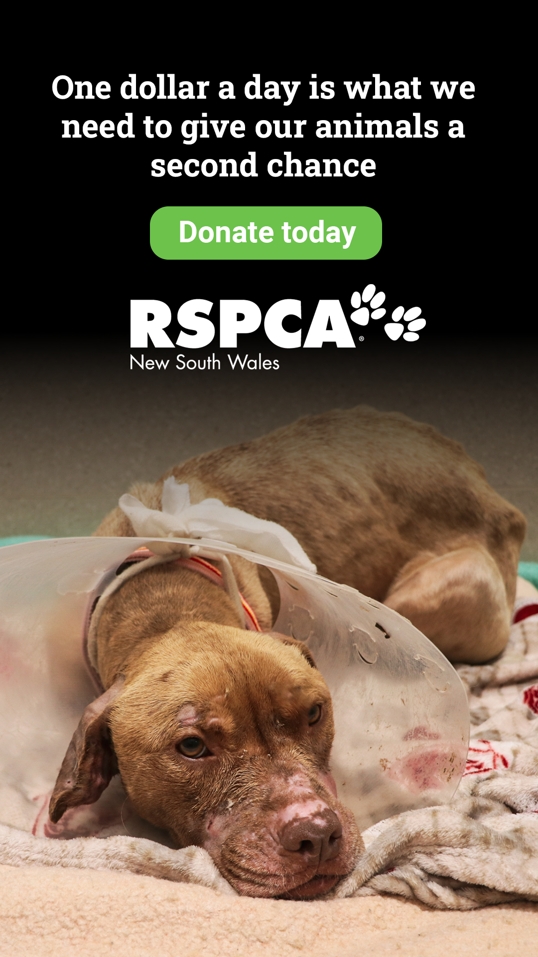 RSPCA NSW Facebook ad