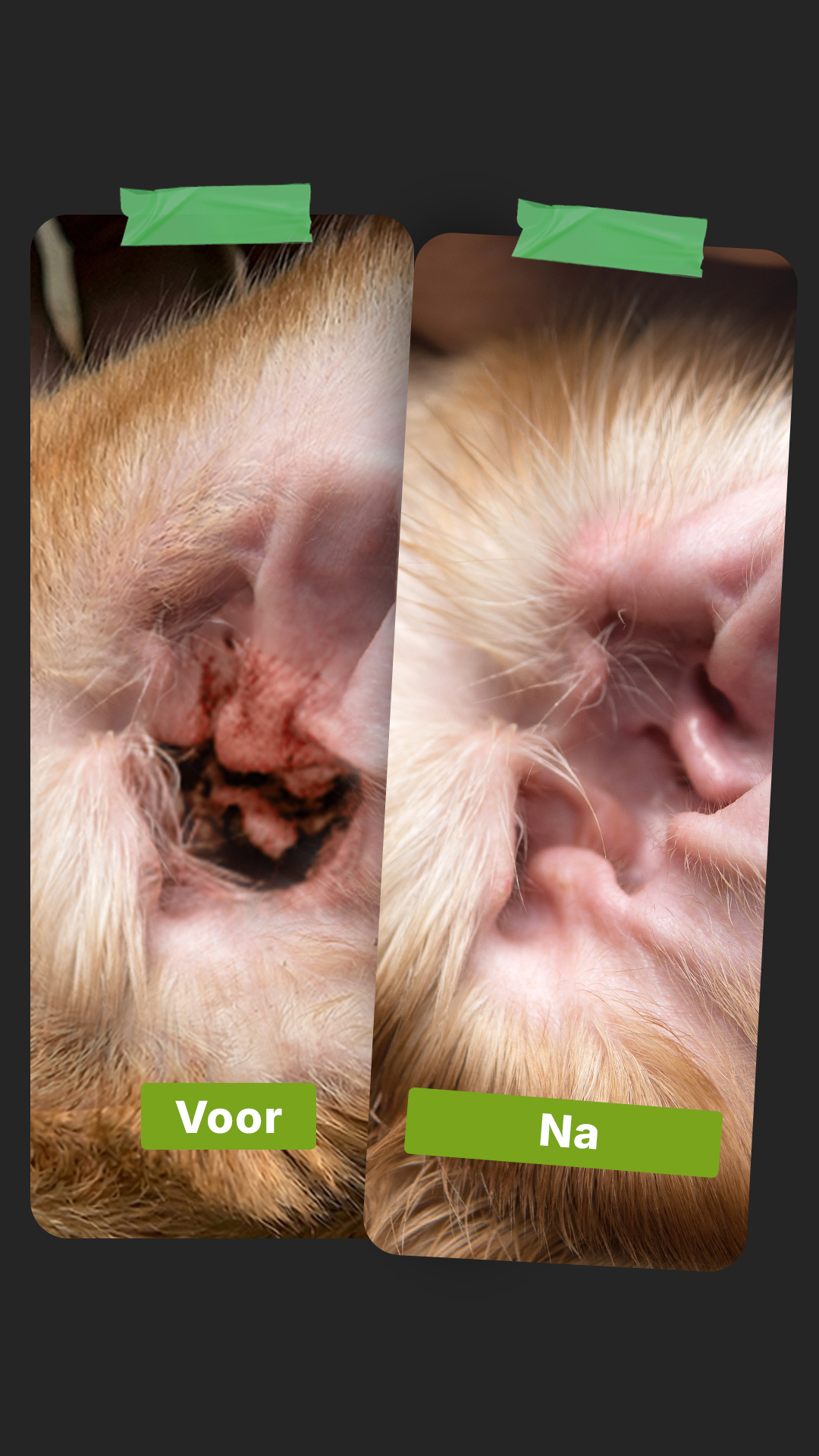 TraumaPet Facebook ad