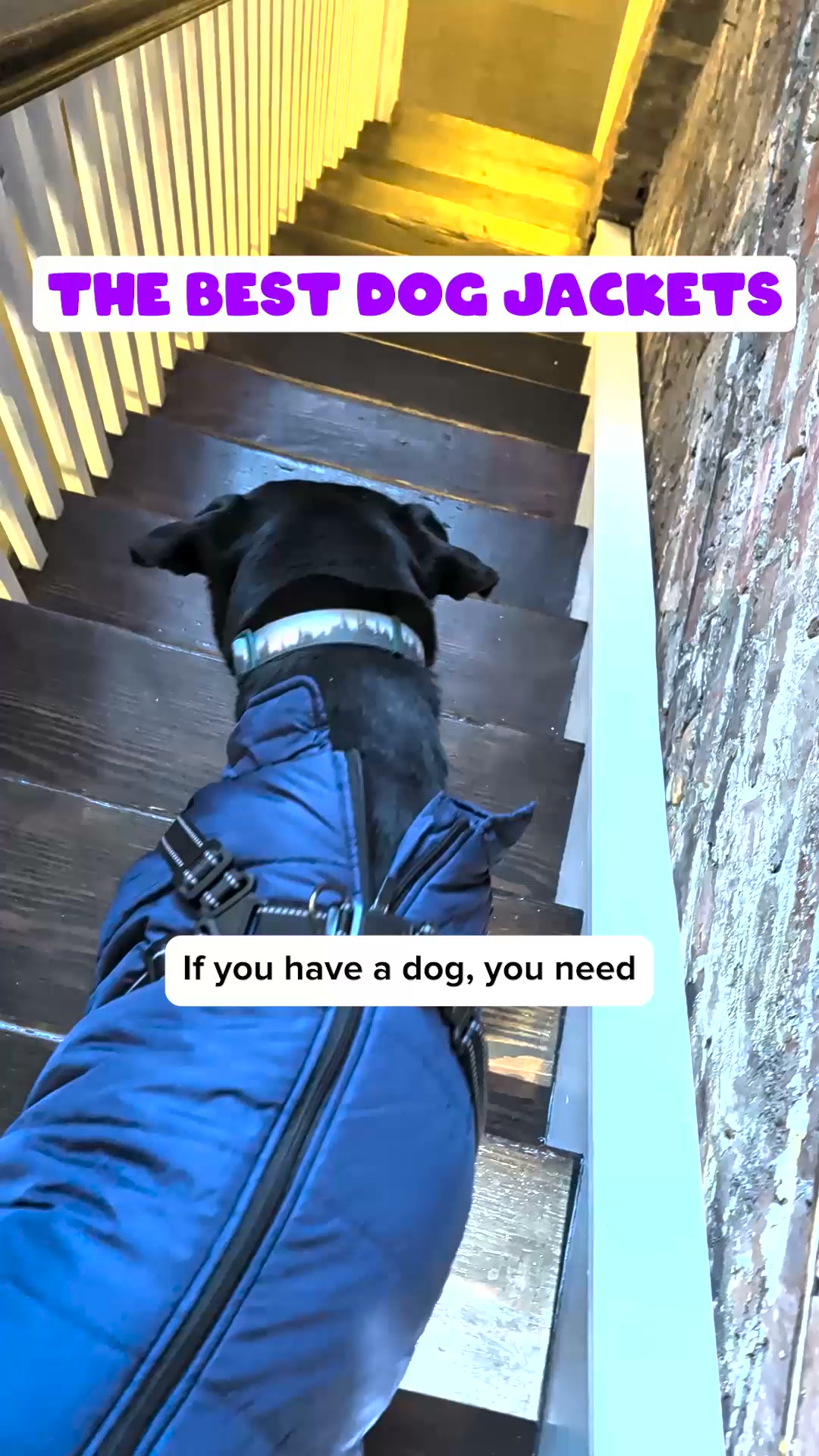 DoggyKings Facebook ad: 50% OFF + 1 FREE Lead Today