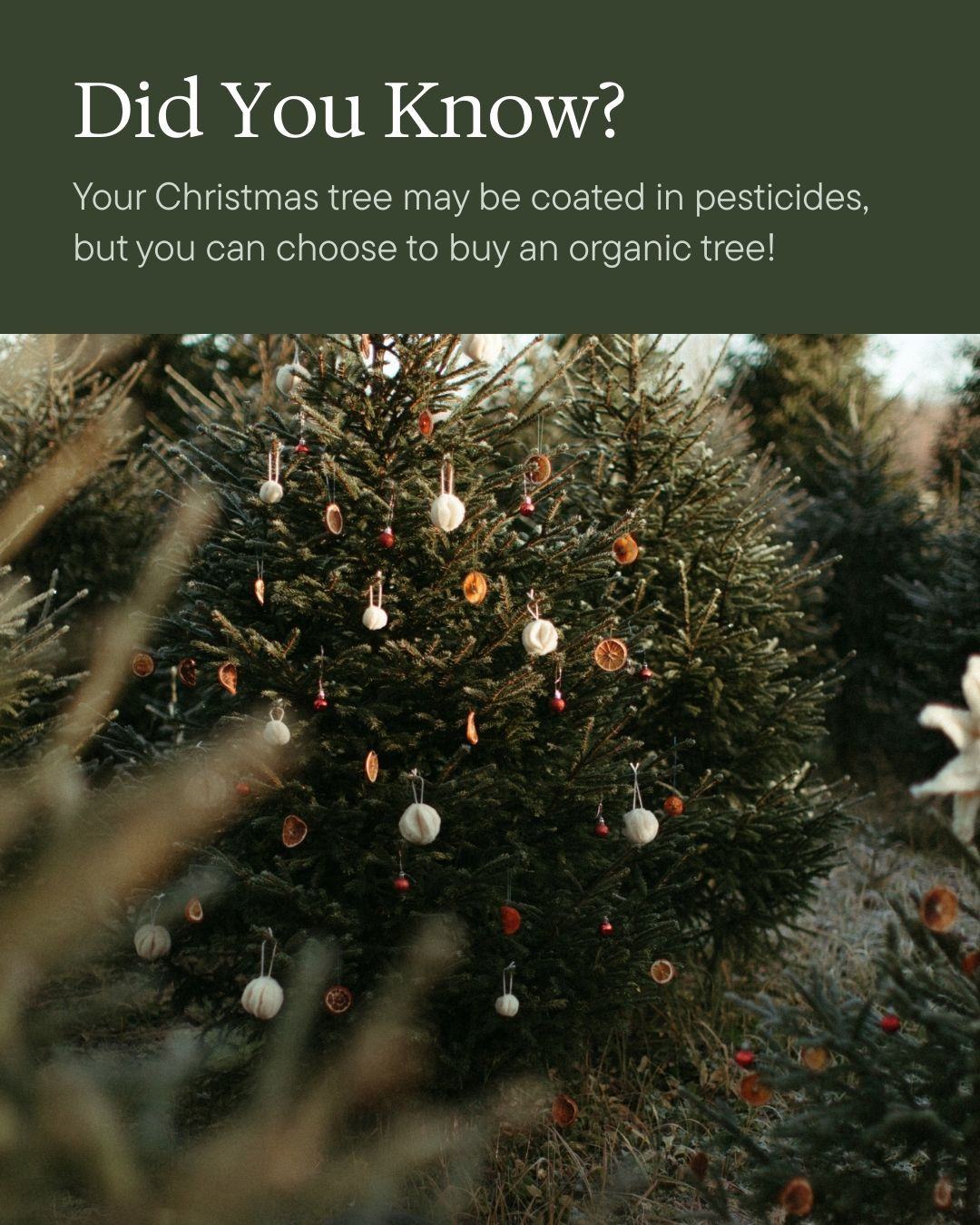 Place as Medicine Facebook ad: Did you know that most of our Christmas…