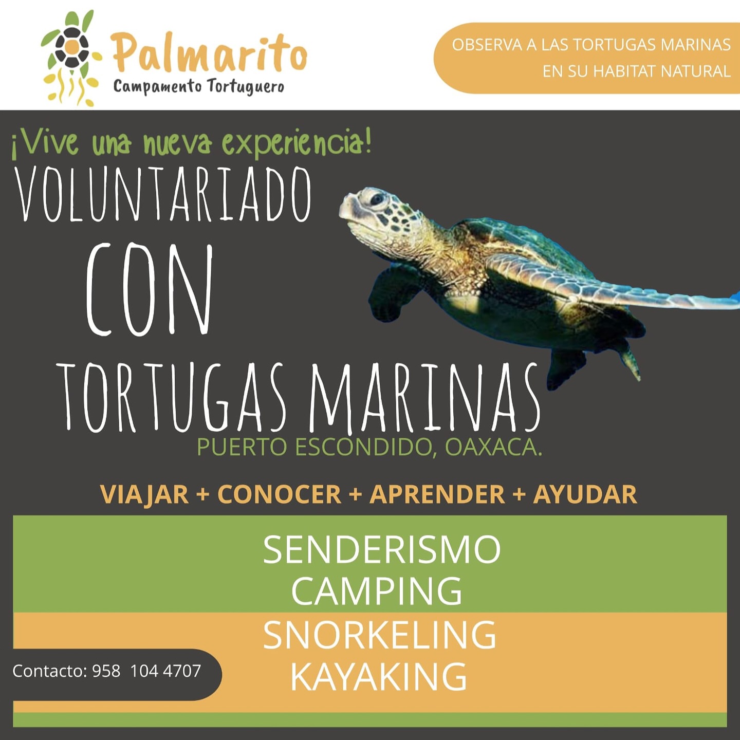 Campamento tortuguero Palmarito Facebook ad: El voluntariado en Campamento Palmarito es una oportunidad…