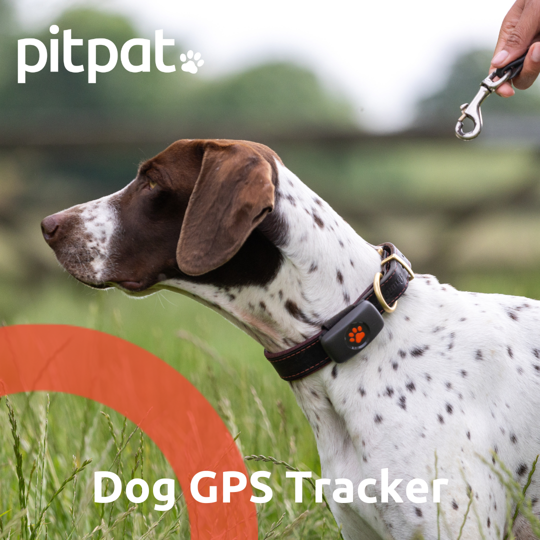 PitPat Facebook ad
