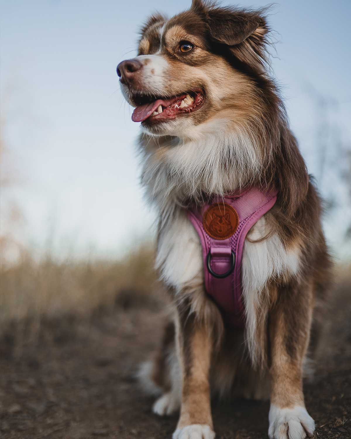 Ollie Facebook ad