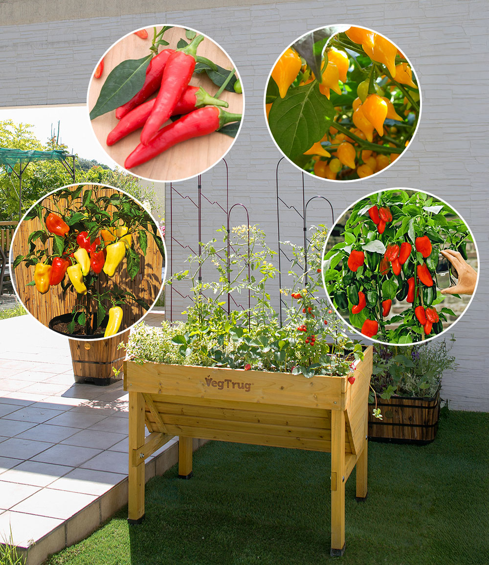 BALDUR-Garten Facebook ad