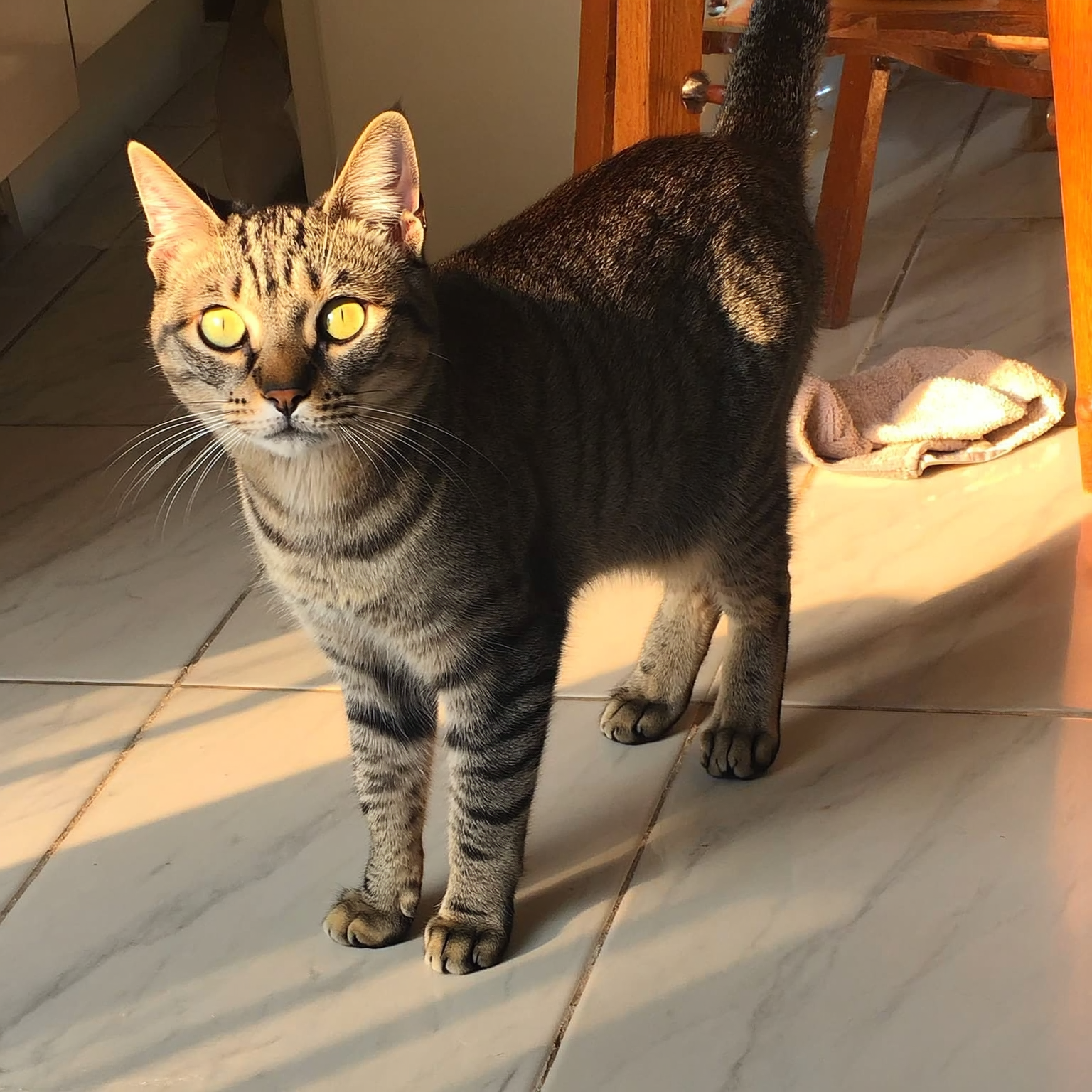 Cat Parent Secrets Facebook ad