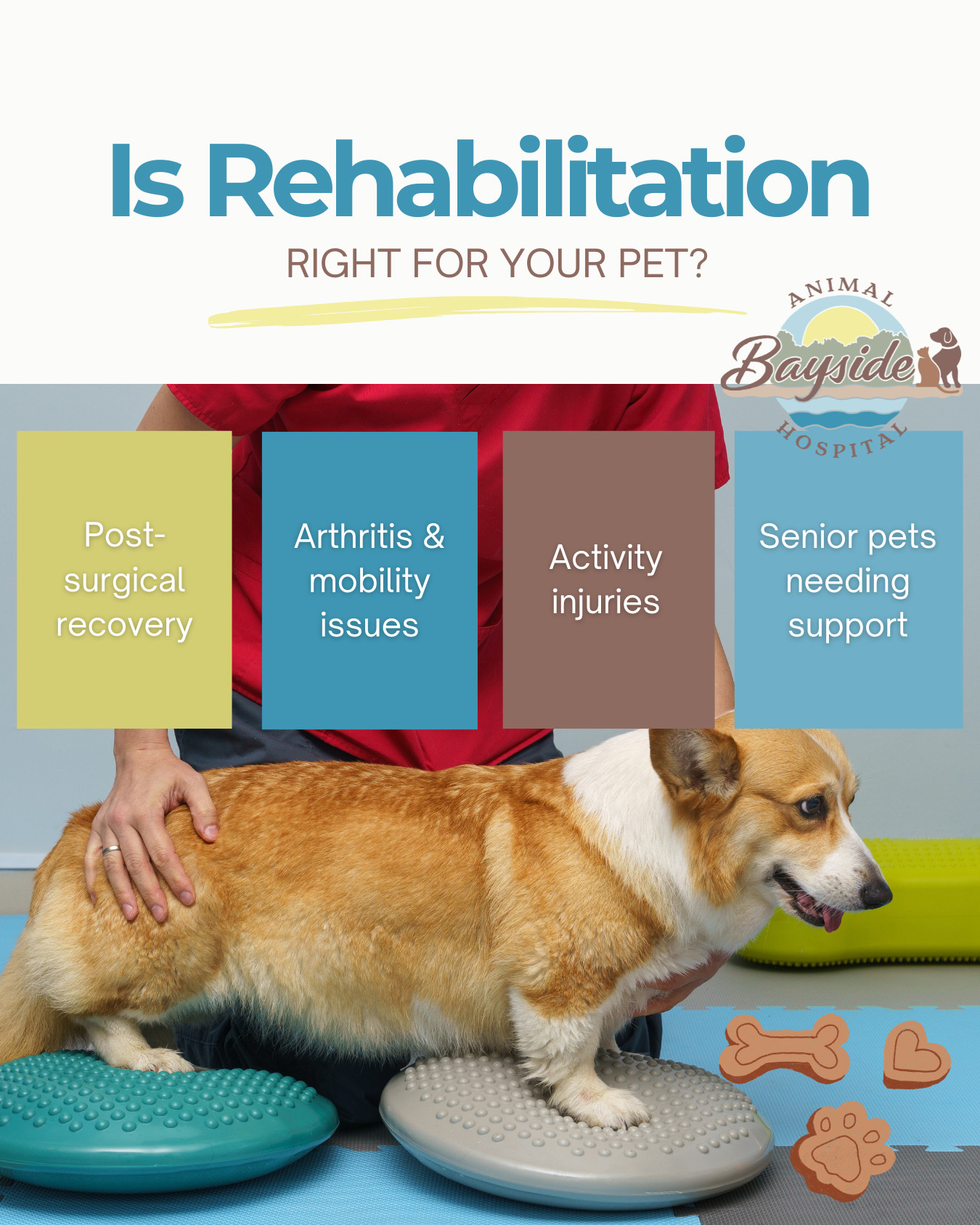 Bayside Animal Hospital Facebook ad: Rehabilitation isn’t just for recovery-it’s also about…