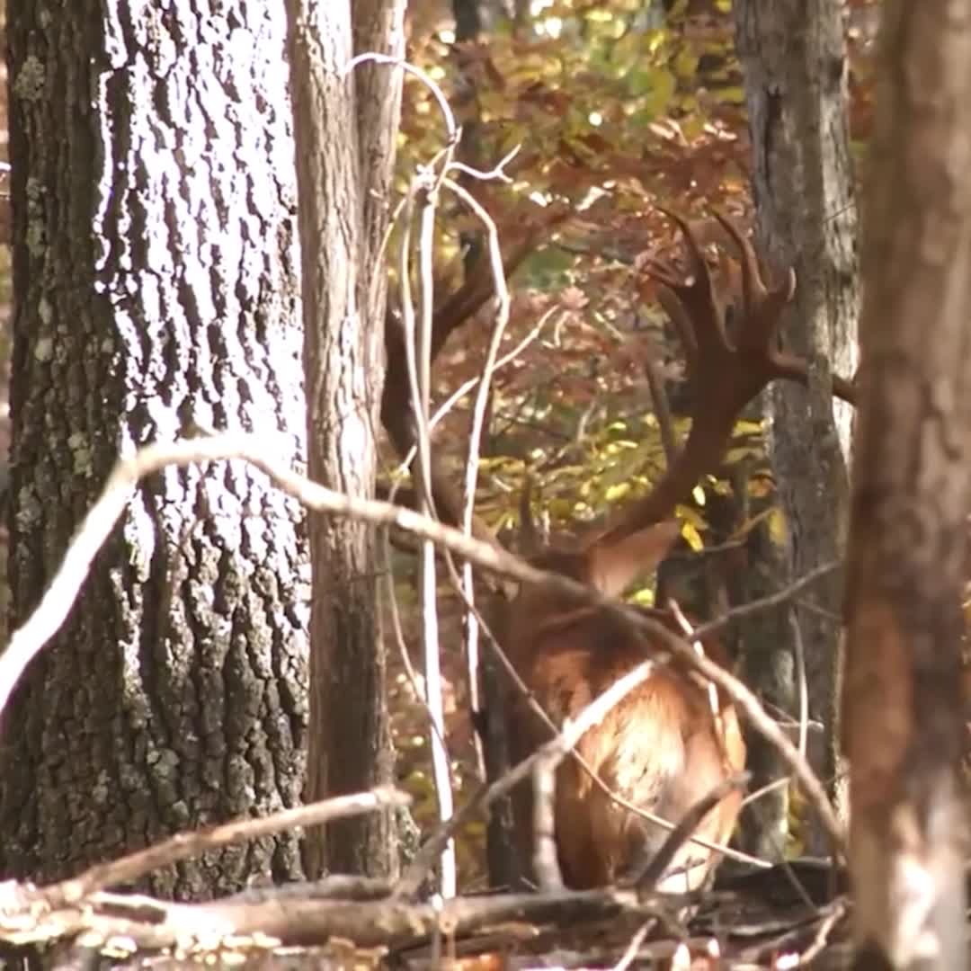 The Hunting Grounds Facebook ad: Premier Red Stag Hunts