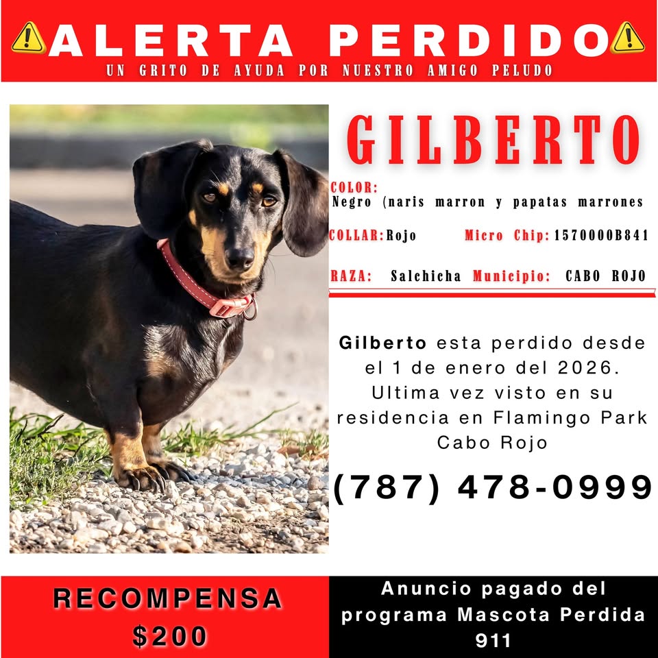 Veterinario Express Puerto Rico Facebook ad