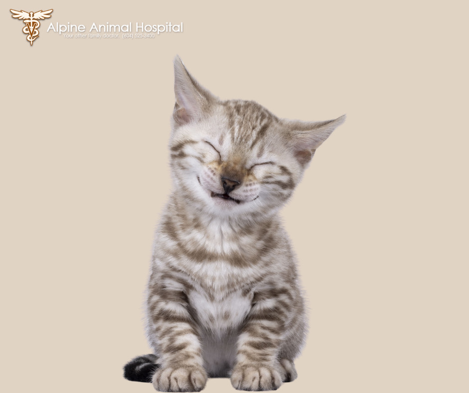 Alpine Animal Hospital Facebook ad: Being a pet owner comes with some pretty…