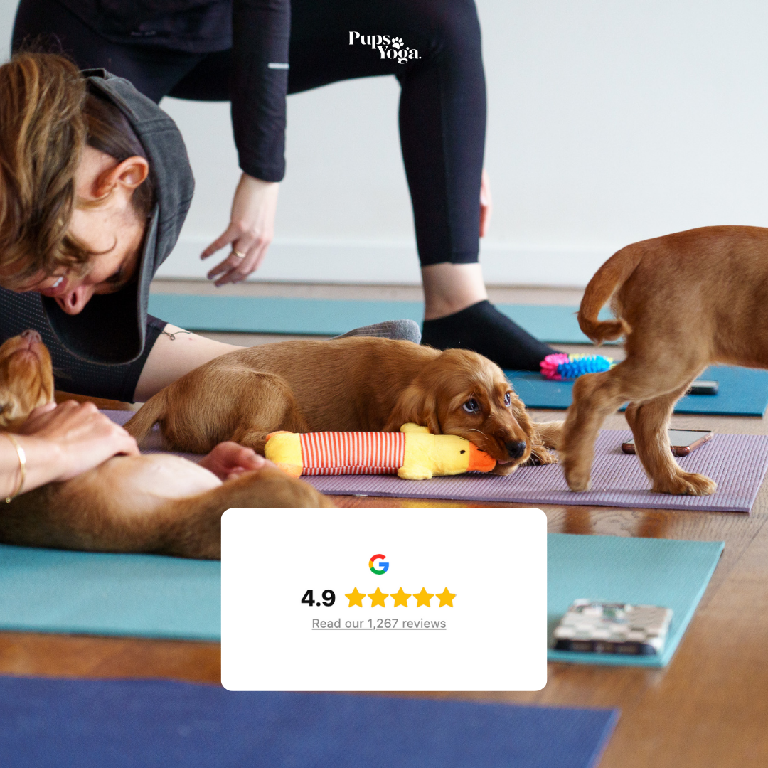 Pups Yoga Facebook ad: Here's a few reasons why people love Pups…