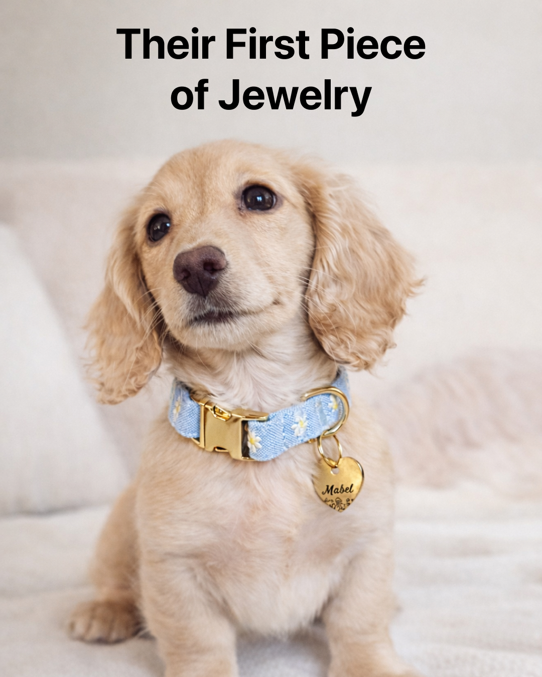 The Foggy Dog Facebook ad