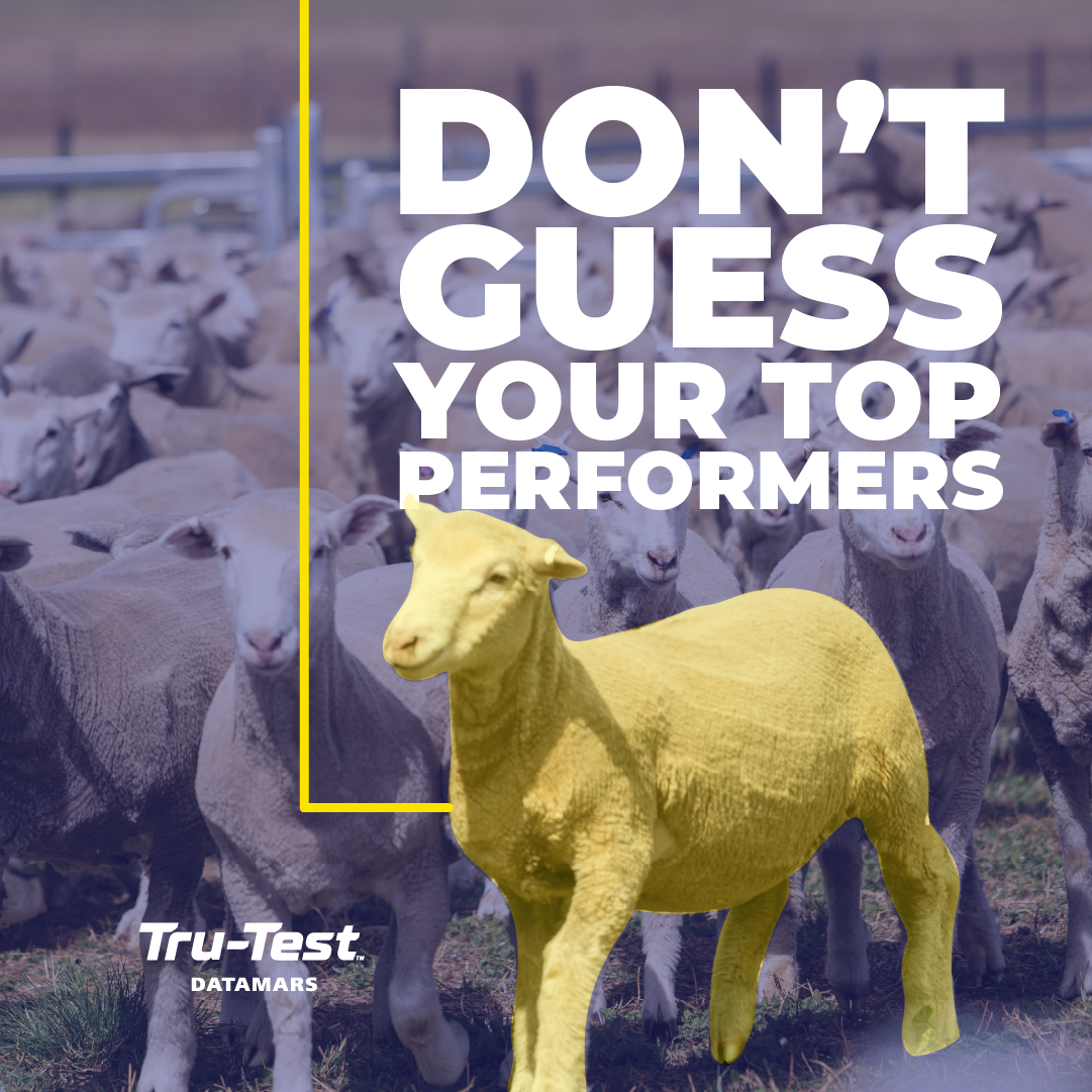 Datamars Livestock AU Facebook ad: Know your performers